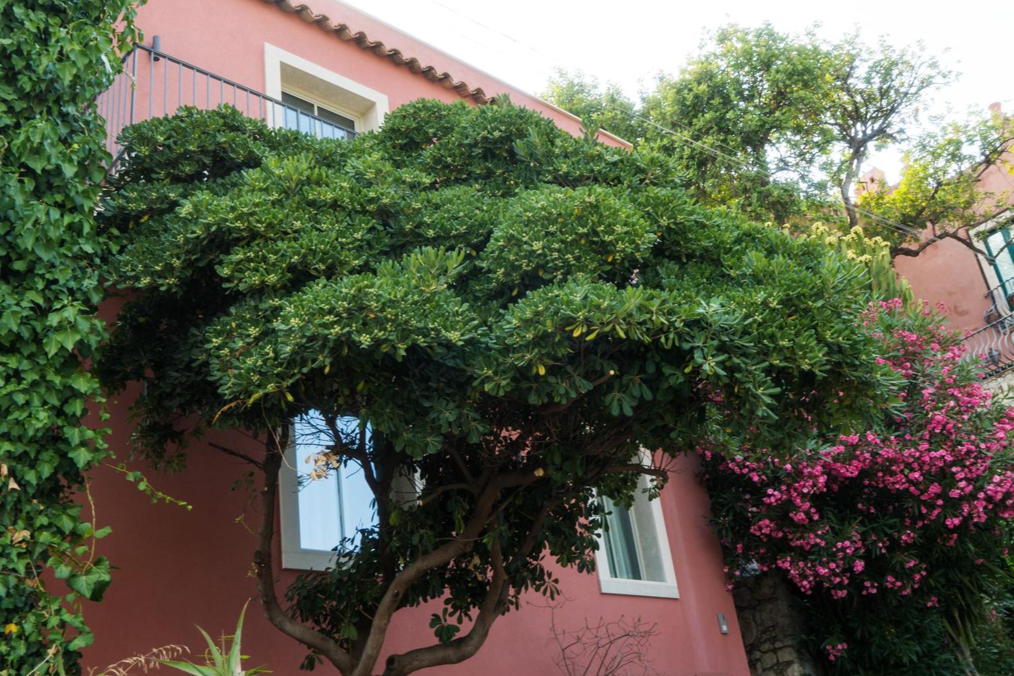 Апартаменти The Charming House Таорміна Екстер'єр фото